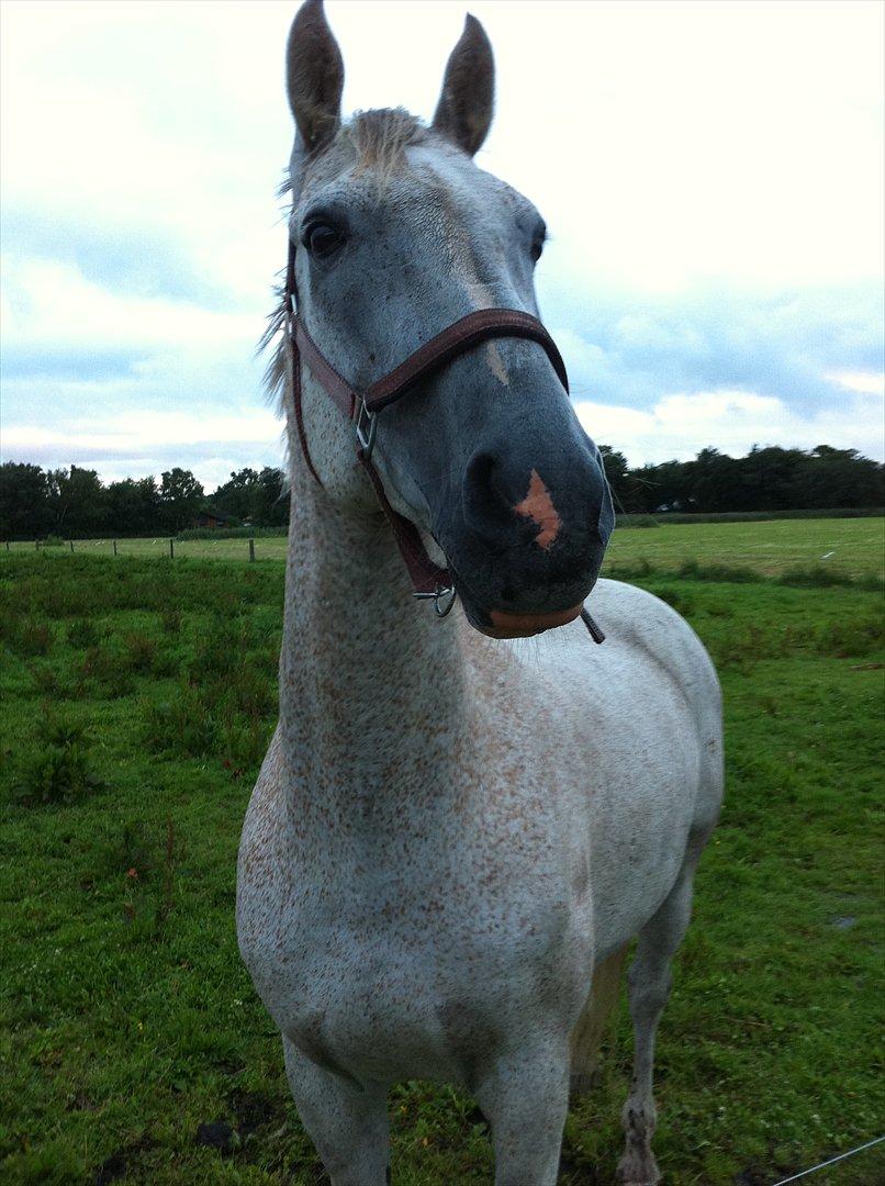 Anden særlig race Prins - Våd og beskidt på en regnvejrsdag, men smuk alligevel! :-)  billede 17