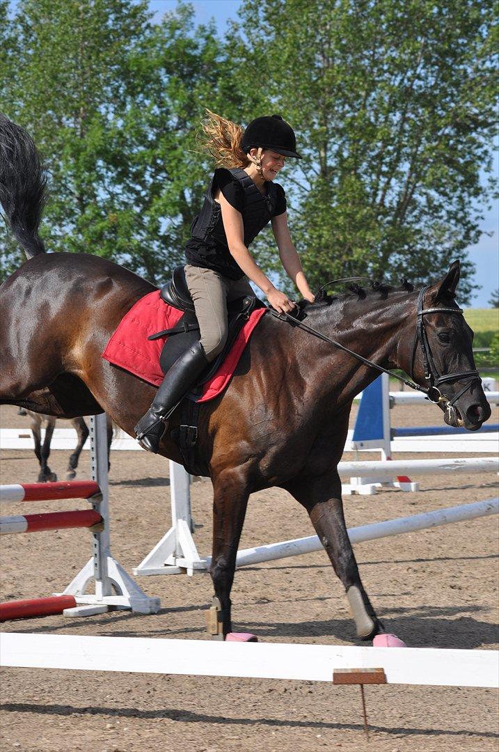 Dansk Varmblod Santa Fe N billede 1