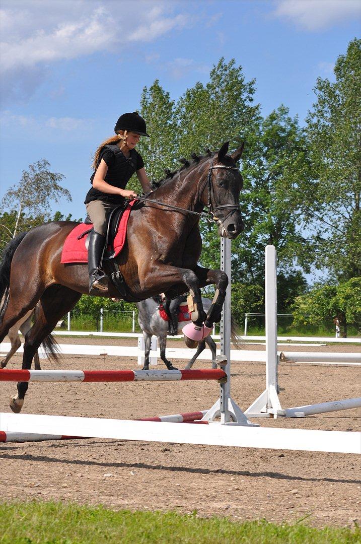 Dansk Varmblod Santa Fe N billede 2