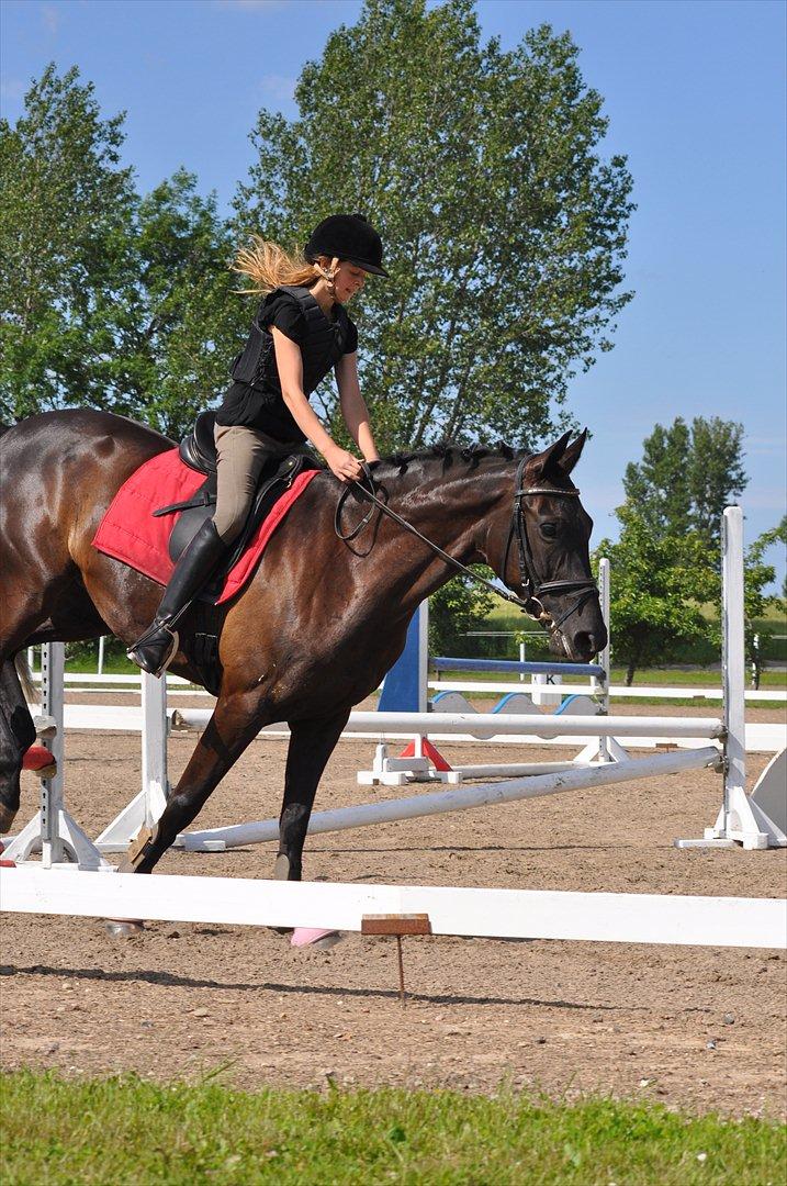 Dansk Varmblod Santa Fe N billede 3