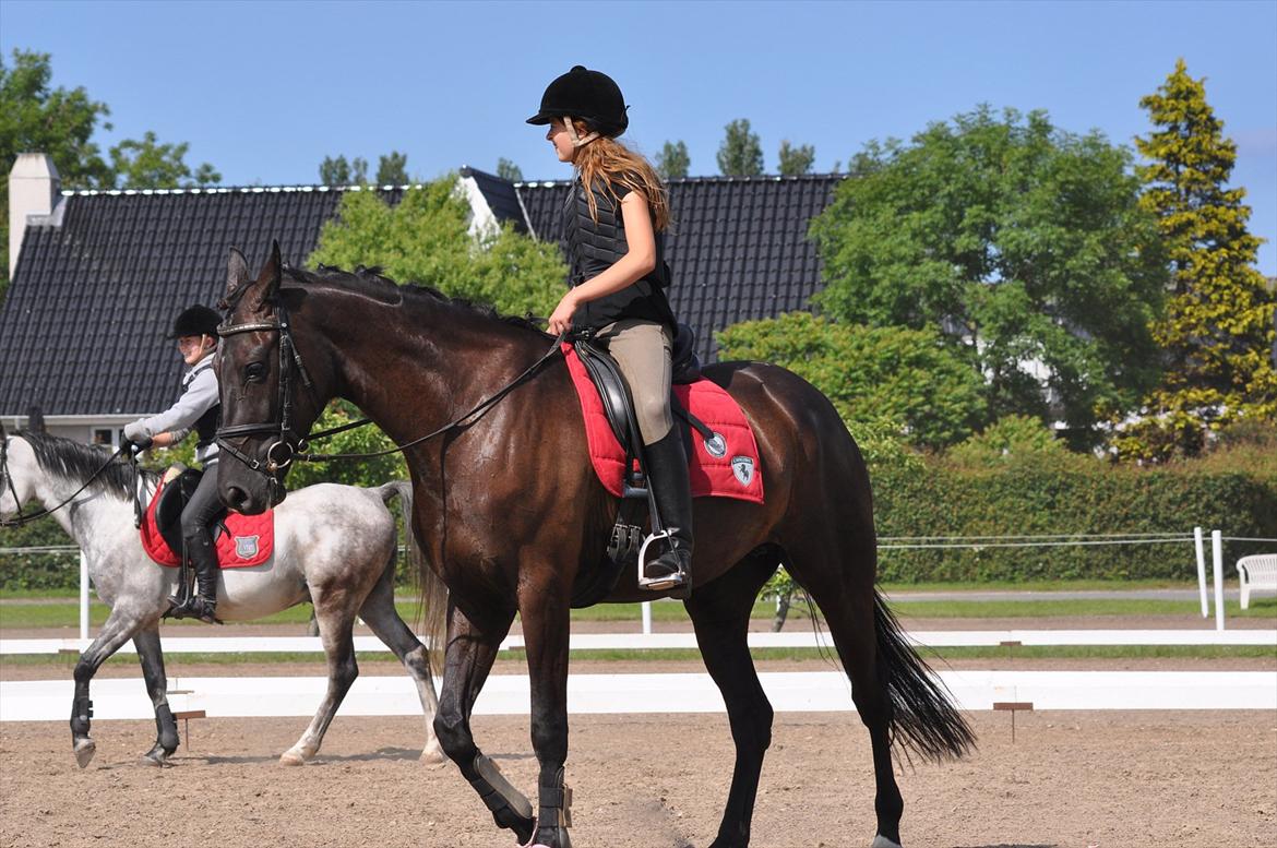 Dansk Varmblod Santa Fe N billede 5