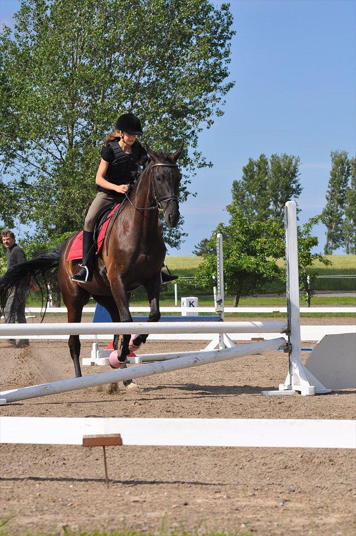 Dansk Varmblod Santa Fe N billede 6