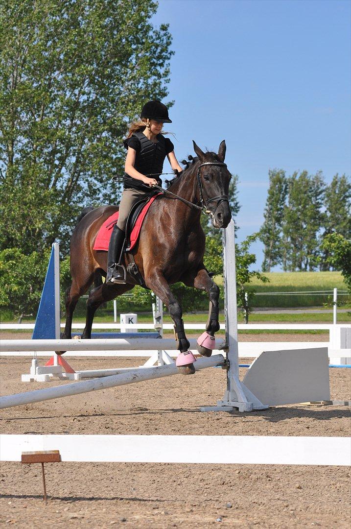 Dansk Varmblod Santa Fe N billede 7