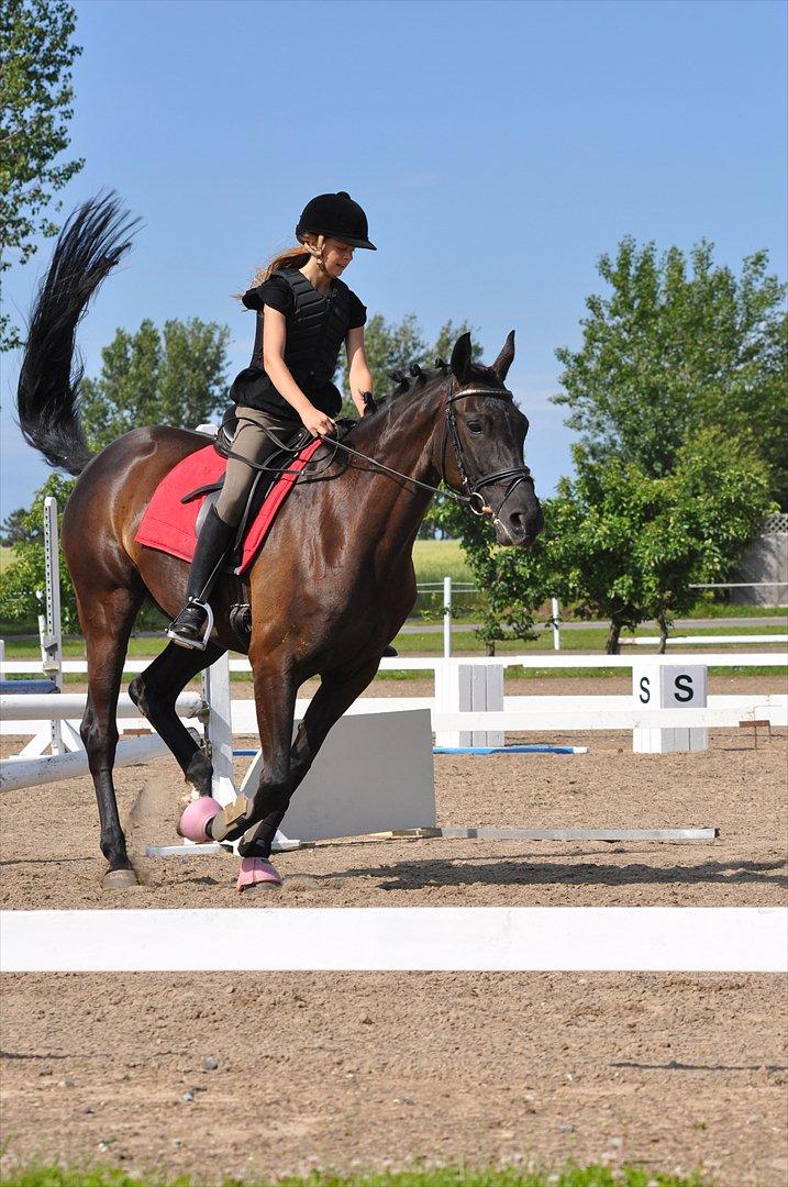 Dansk Varmblod Santa Fe N billede 8