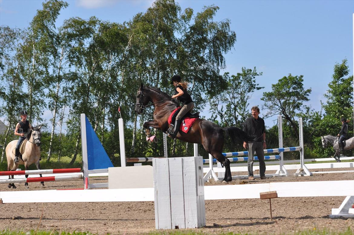 Dansk Varmblod Santa Fe N billede 9