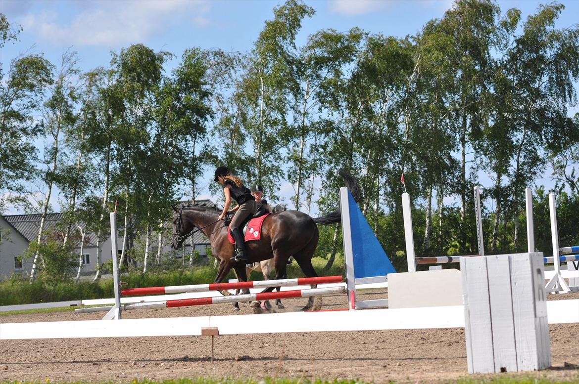 Dansk Varmblod Santa Fe N billede 10