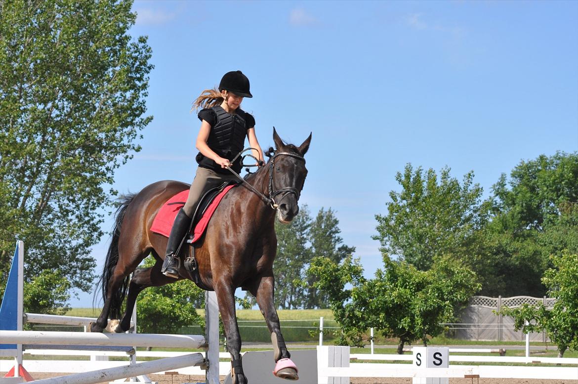 Dansk Varmblod Santa Fe N billede 11