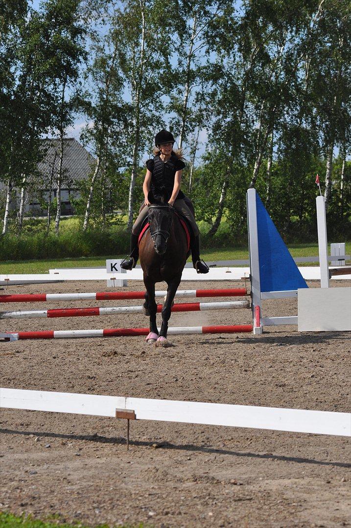 Dansk Varmblod Santa Fe N billede 12