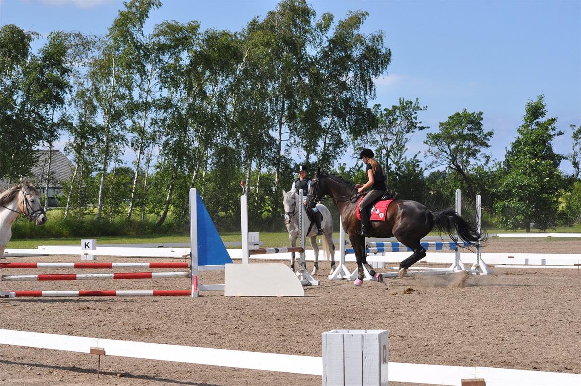 Dansk Varmblod Santa Fe N billede 13