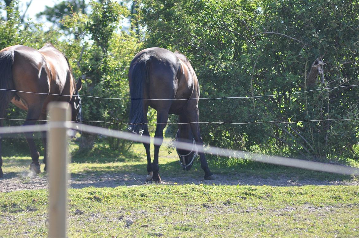 Dansk Varmblod Santa Fe N billede 14