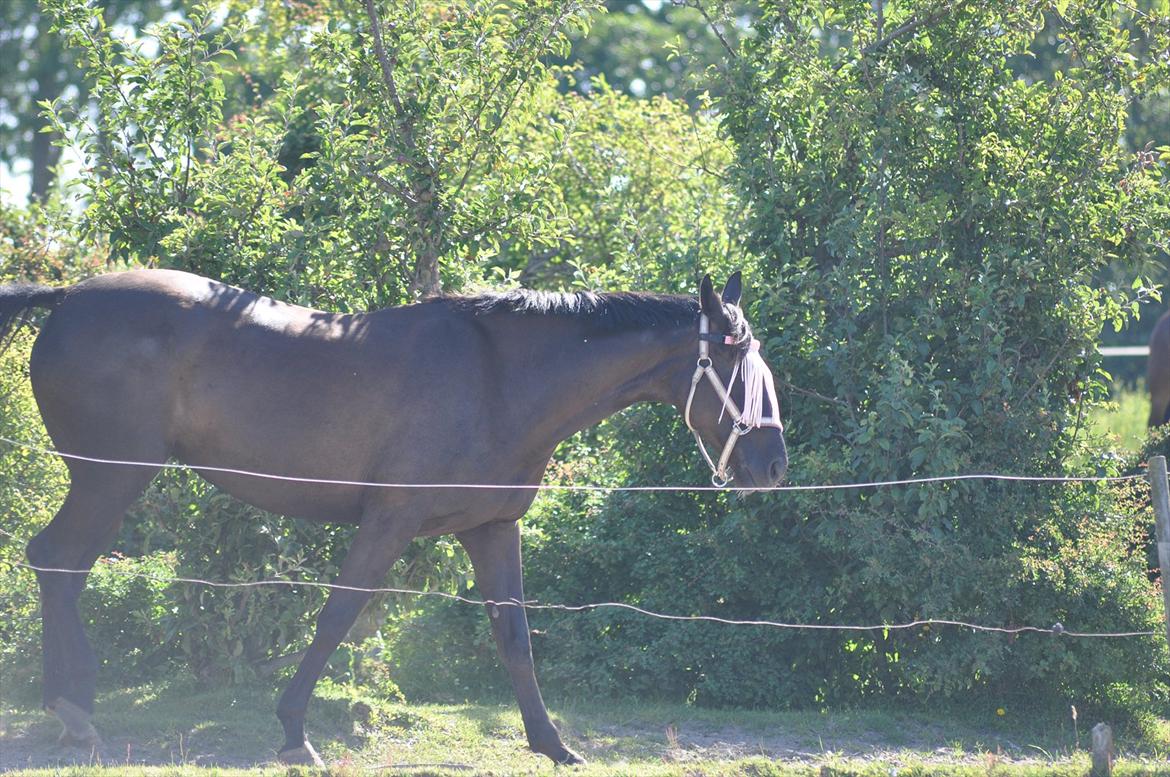 Dansk Varmblod Santa Fe N billede 15