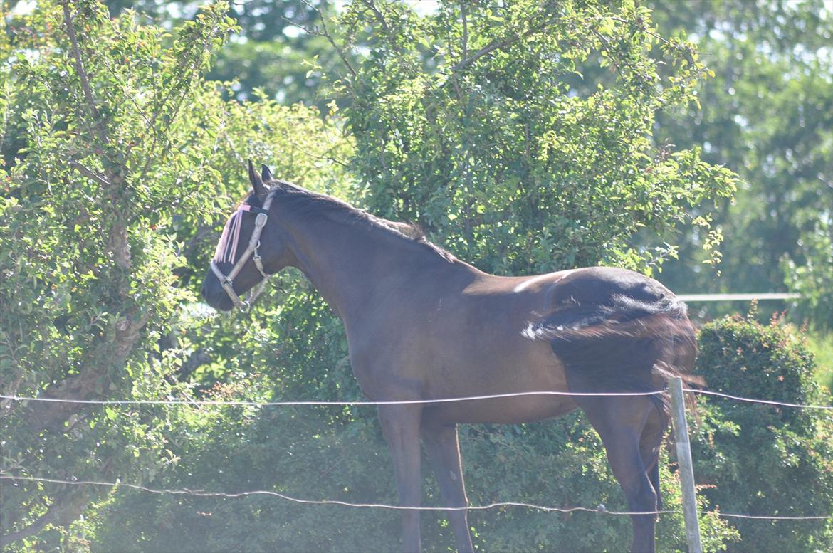 Dansk Varmblod Santa Fe N billede 16