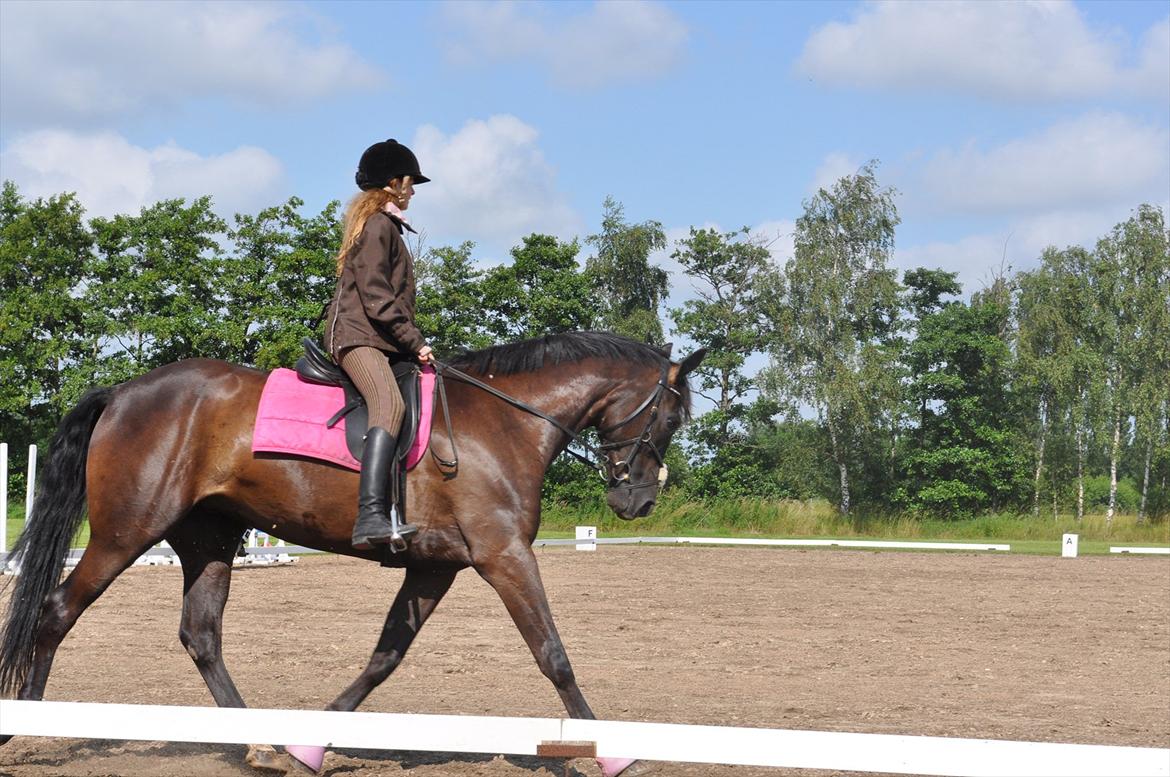 Dansk Varmblod Santa Fe N billede 17