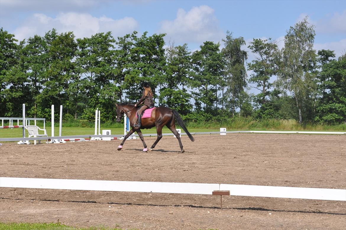 Dansk Varmblod Santa Fe N billede 18