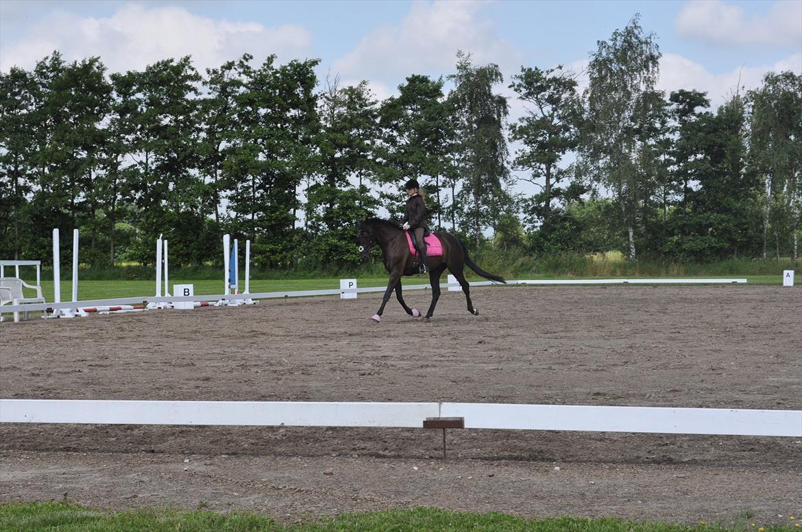 Dansk Varmblod Santa Fe N billede 19