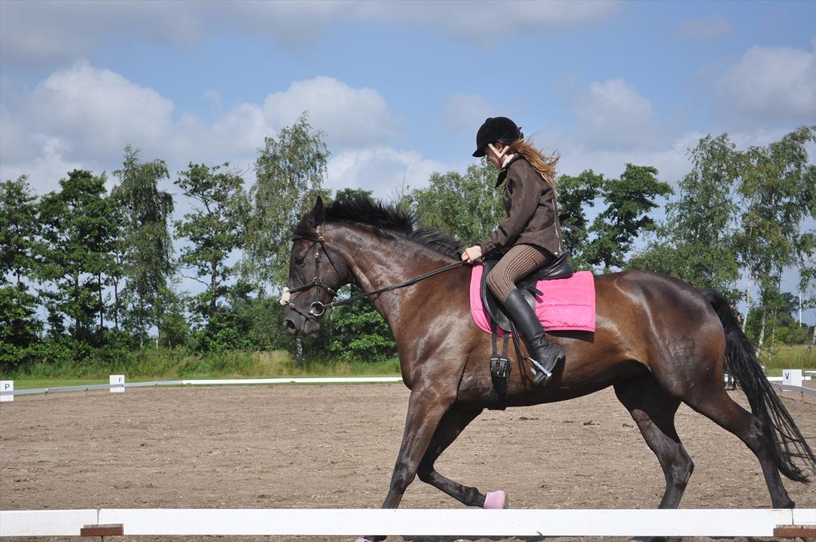 Dansk Varmblod Santa Fe N billede 20