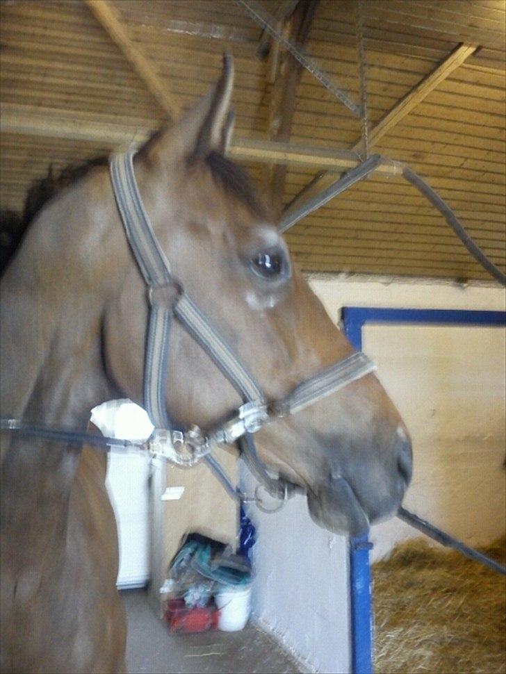 Dansk Varmblod Rts- Caligula - Calli har kløet sig i sin nykalkede boks d. 15 Juli 2011 billede 10