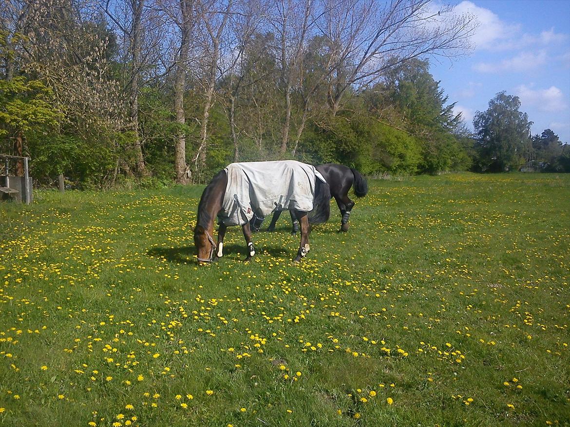 Dansk Varmblod Rts- Caligula - Calli på græs inden han blev skadet.. billede 11