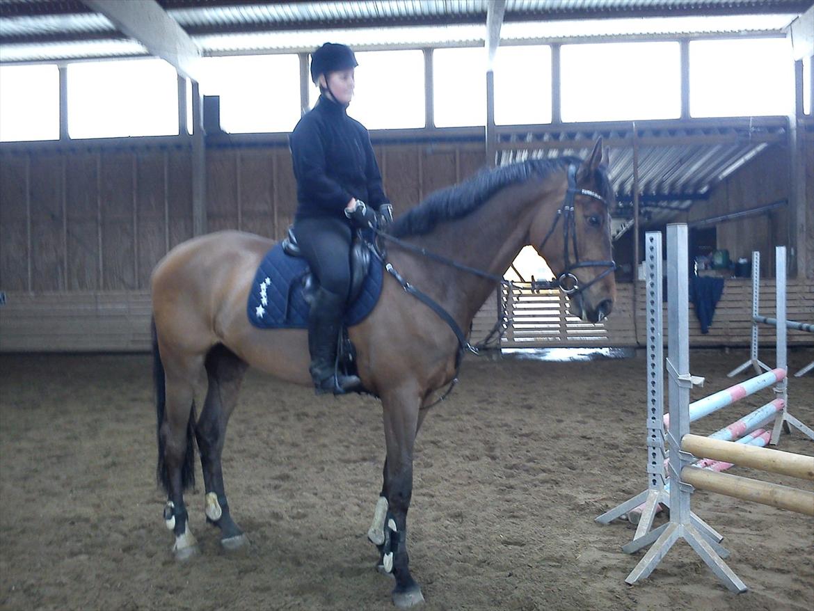 Dansk Varmblod Rts- Caligula - Calli og jeg til springundervisning i foråret engang.. billede 12