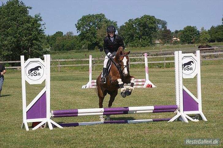 Hollandsk Sportspony U-peter - LJ foto, første springstævne på Øsr :) 40 cm  billede 11