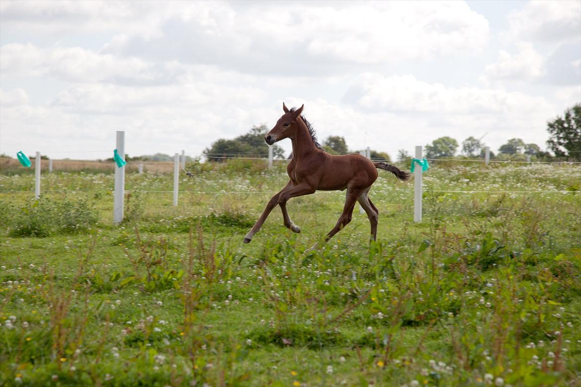 Anden særlig race Sassello Miracolo - Dejligt med en galop :-) billede 11