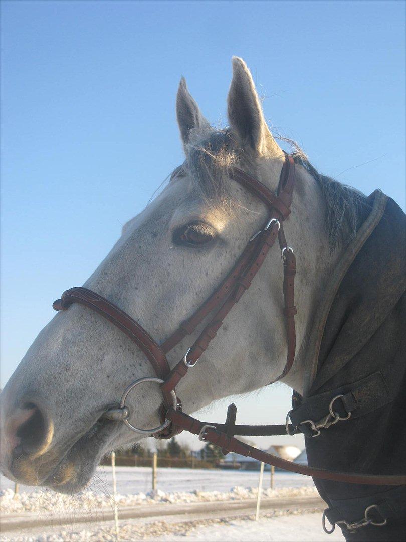 Dansk Varmblod LORETTA - Loretta, 2011.  billede 2