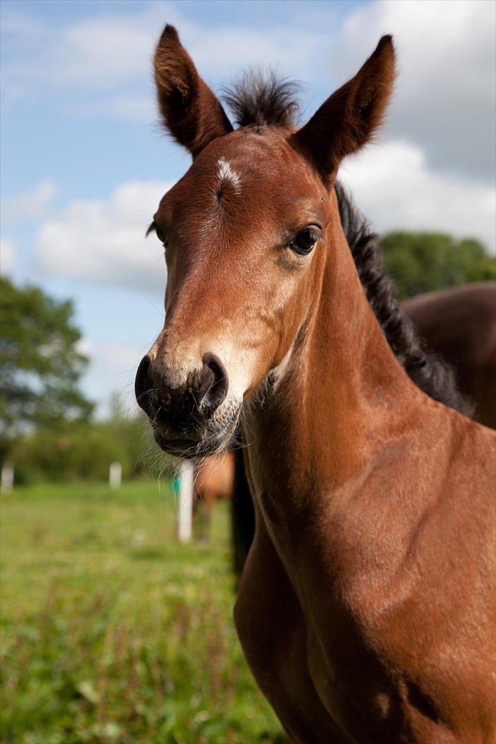 Anden særlig race Sassello Miracolo - Dejlige dreng :-) billede 12