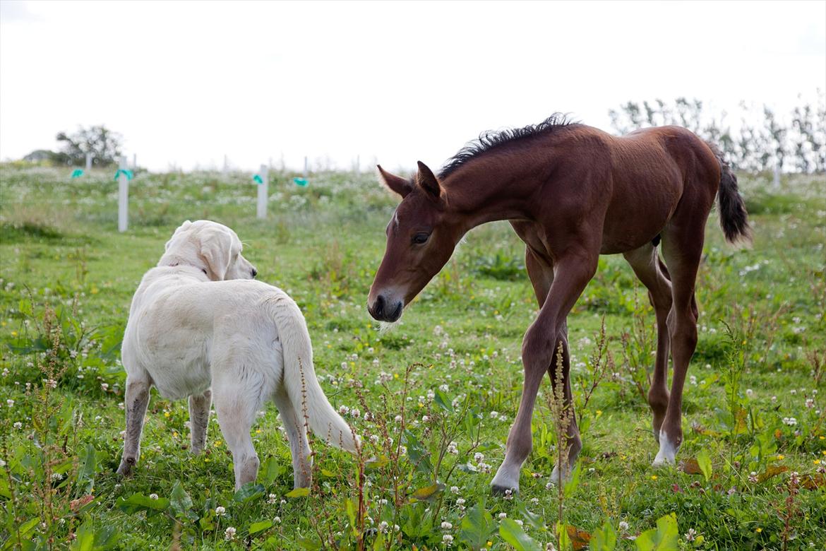 Anden særlig race Sassello Miracolo - Hov hvem er du? billede 13