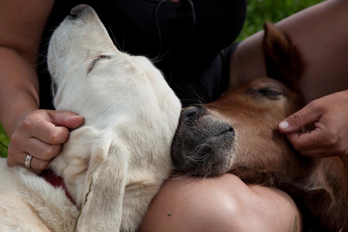 Anden særlig race Sassello Miracolo - Signe ville også være med når Sassello lå og puttede :-) billede 14