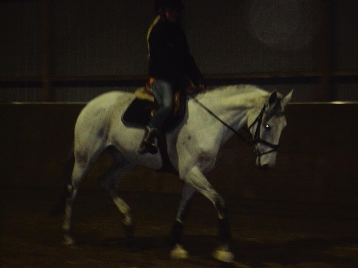 Dansk Varmblod LORETTA - Loretta & jeg, 2010. Lidt let ridning dagen før stævne :-) billede 6