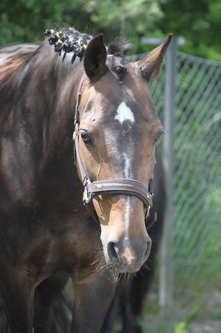 Hollandsk Sportspony Mistery Girl <3  R.I.P - smukke pigen *-; billede 4