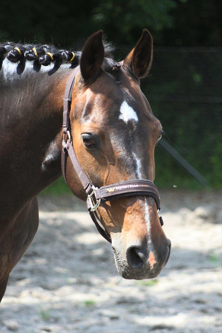 Hollandsk Sportspony Mistery Girl <3  R.I.P - Mistery Girl *-;
 billede 2