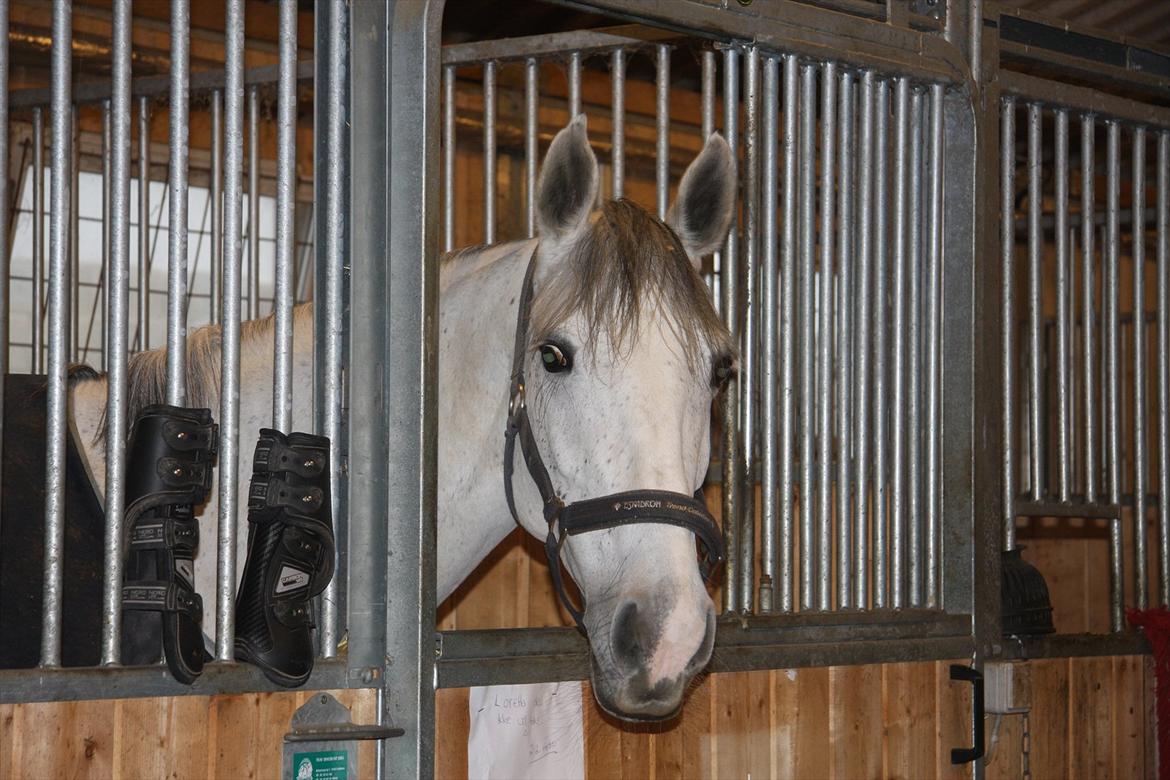 Dansk Varmblod LORETTA - Loretta, 2009. Den dag hun ankom <3 billede 9