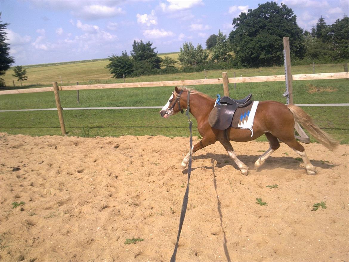 Welsh Mountain (sec A) Max Online billede 2