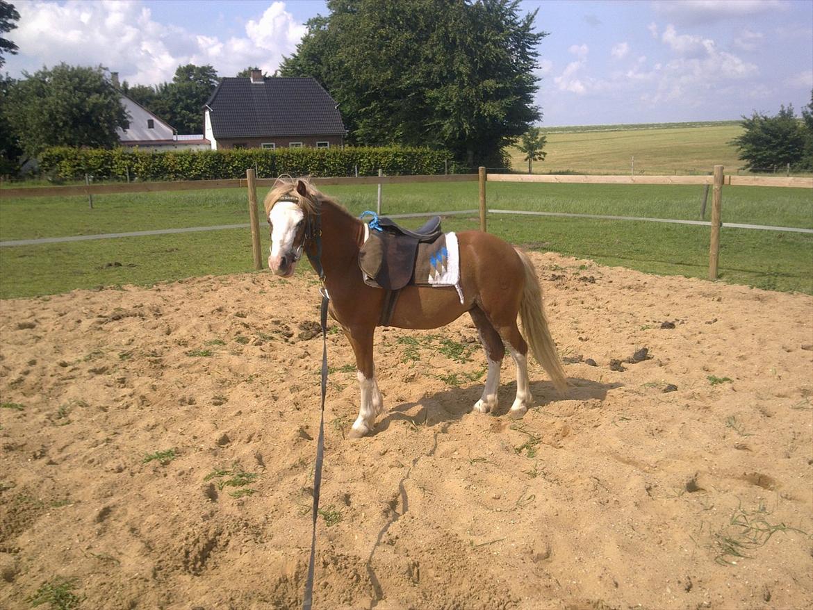 Welsh Mountain (sec A) Max Online billede 5