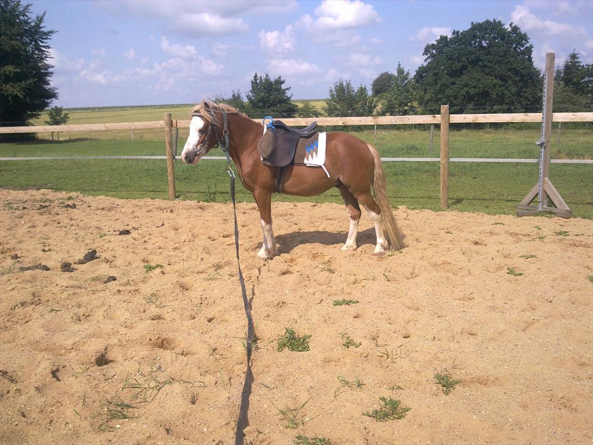 Welsh Mountain (sec A) Max Online billede 10