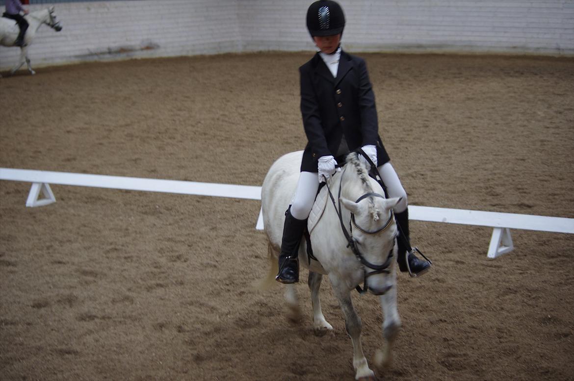 Anden særlig race Anton billede 2