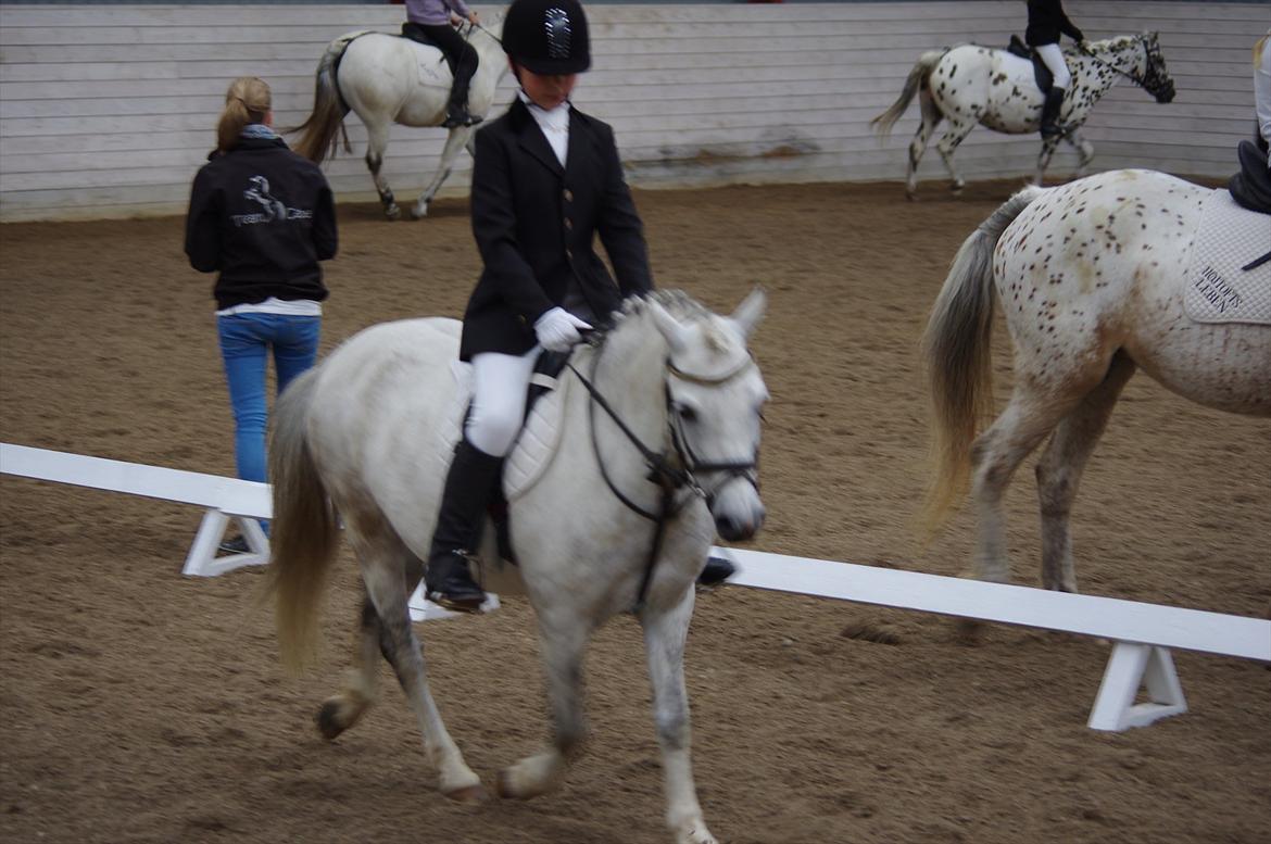 Anden særlig race Anton billede 3