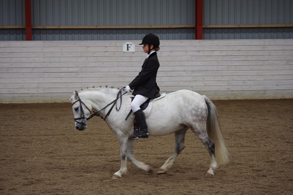 Anden særlig race Anton billede 4