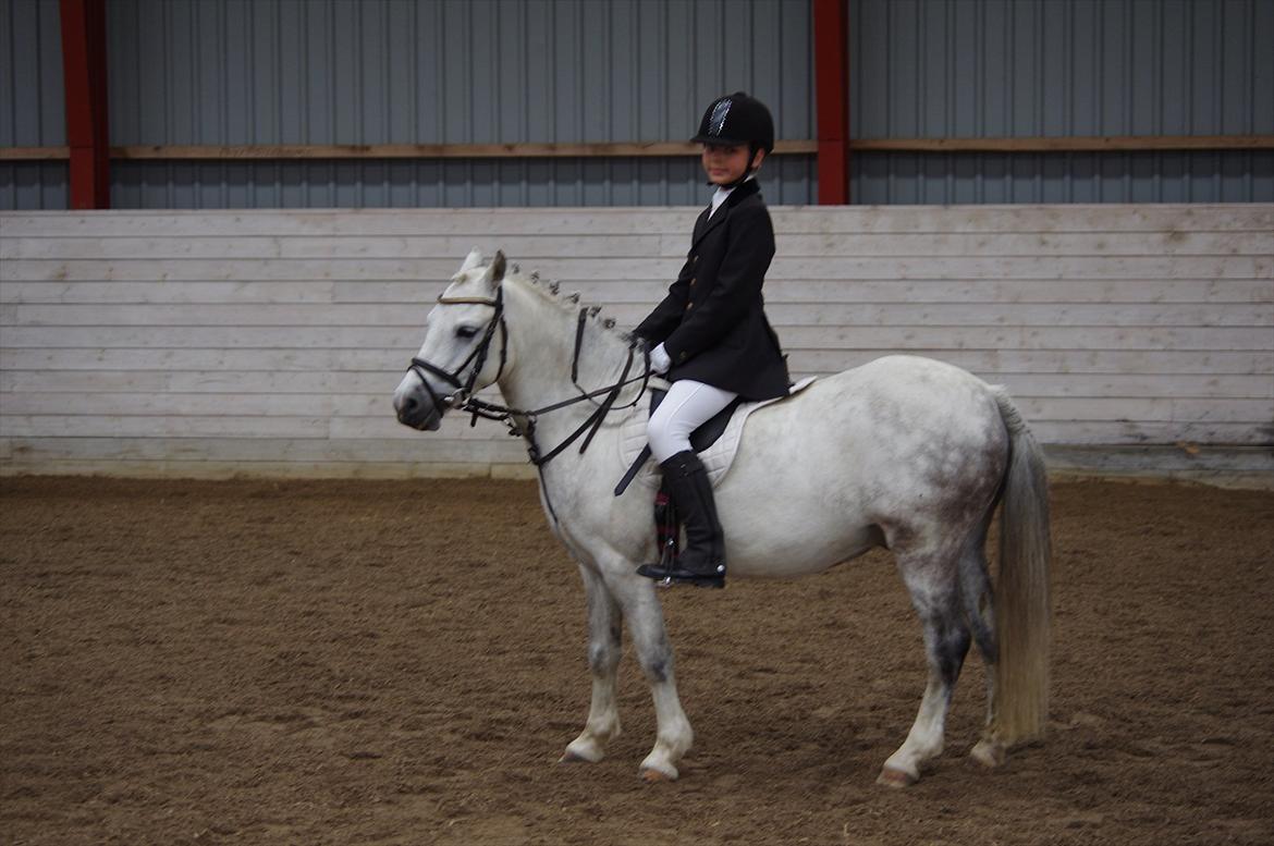 Anden særlig race Anton billede 5