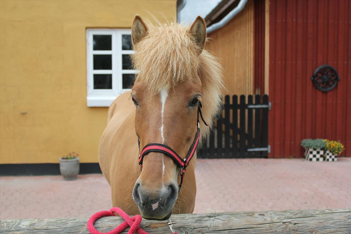 Islænder Drift Fra Kópavogi - Hygge med Drift <3 billede 4