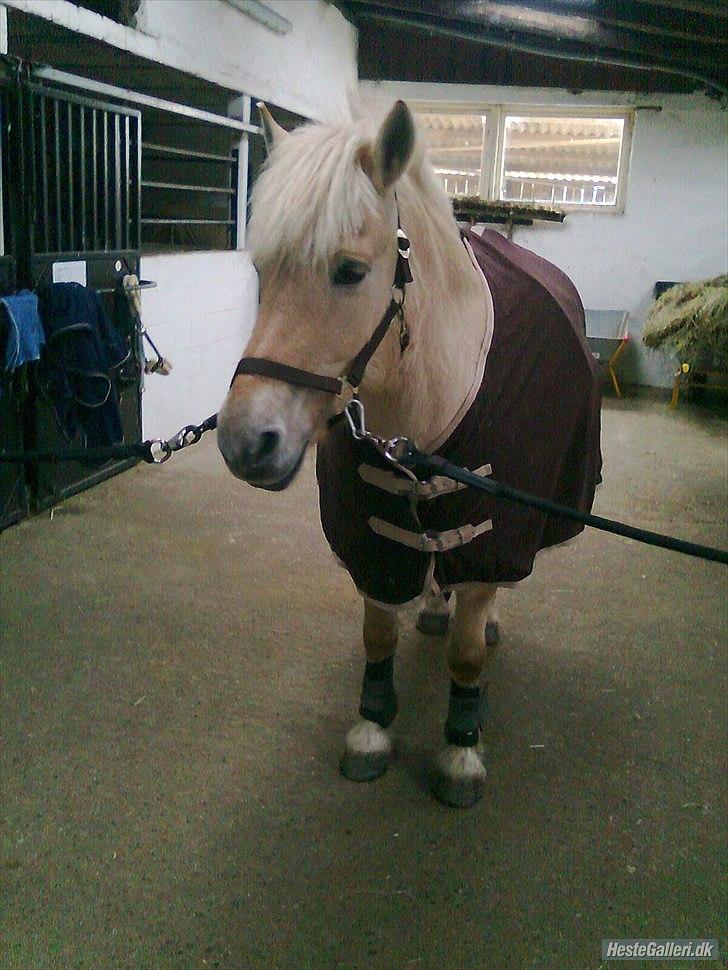 Fjordhest Kasper "halvpart" billede 14