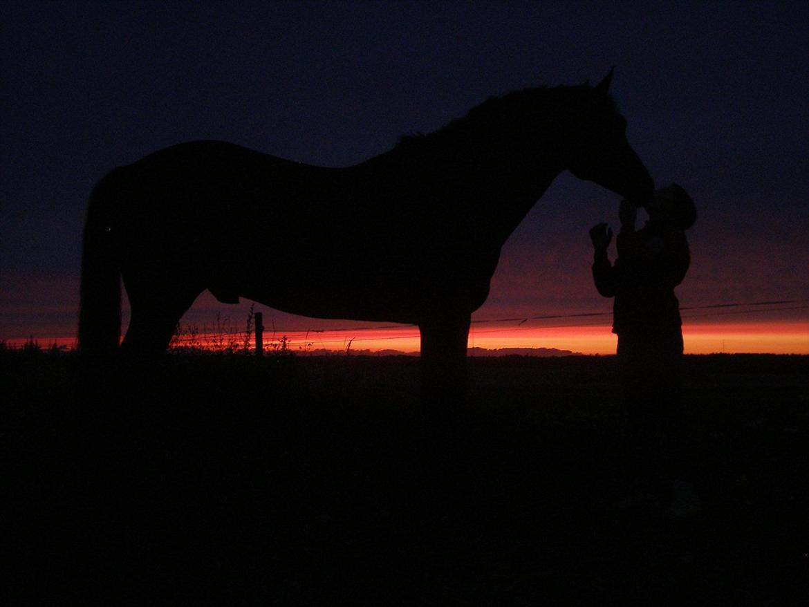 Dansk Varmblod Gørklintgårds Sandor - Det kan ikke beskrives med ord hvor højt jeg elsker dig! billede 8