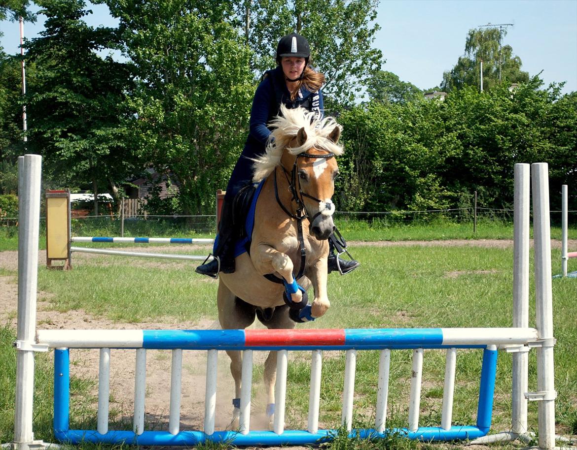 Haflinger Luca - Super dejlig hest med god energi og stort spring talent !! :D 3 juli 2010 . Billede taget af Victor :D billede 1