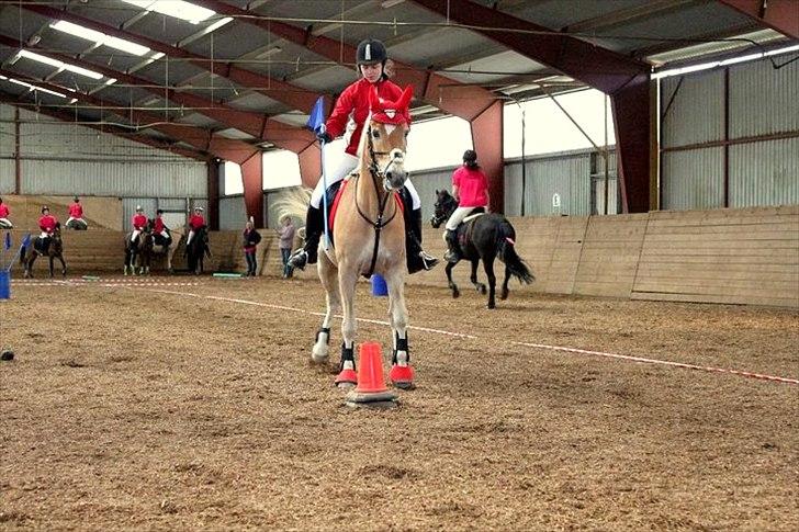 Haflinger Luca - Ponygames kvalifikation på DARK 2011 :) Billede taget af Simone Åberg billede 3