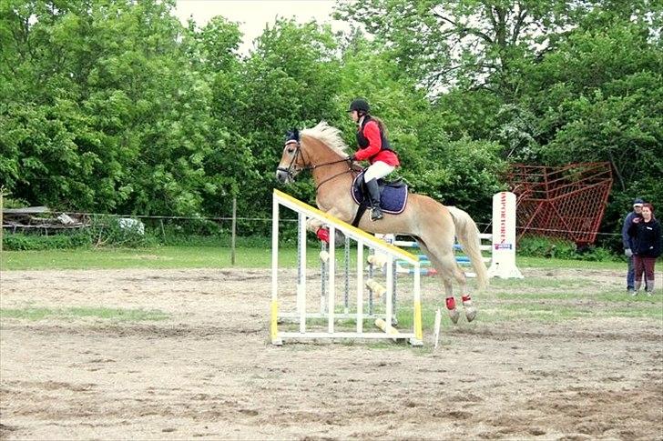 Haflinger Luca - Ring og spring DARK maj 2011 billede 4