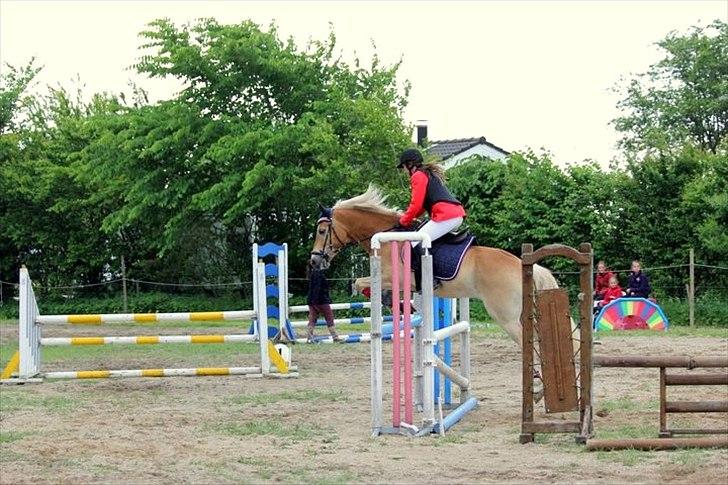 Haflinger Luca - Ring og spring DARK maj 2011 billede 5