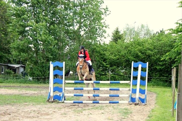 Haflinger Luca - Ring og spring DARK maj 2011 billede 6