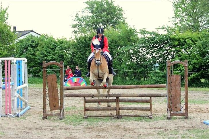 Haflinger Luca - Ring og spring DARK maj 2011 billede 7