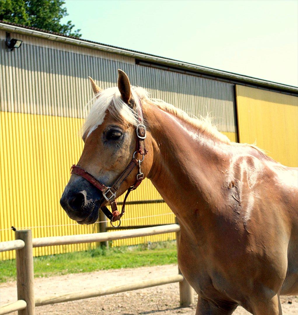 Haflinger Luca - Luca - som han så ud da jeg købte ham :D Juli 2010 . Billede taget af Victor :D billede 9